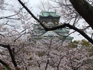 桜満開の西の丸広場からの天守閣…
