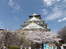 桜満開の大阪城…