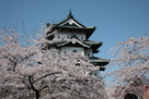 桜と弘前城