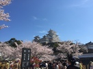 桜と姫路