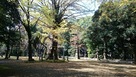 氷川神社の大銀杏