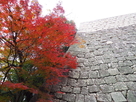 高石垣と紅葉
