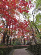 城跡と紅葉