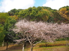 帯曲輪地区に咲く四季桜…