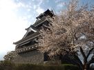 桜満開の熊本城天守閣…