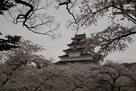 桜と会津若松城…