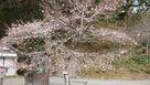 寒咲の山桜