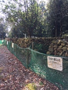 発掘された石垣の裏込石