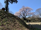 土塁に咲くカタクリの花と氏邦桜…