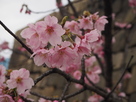 隠し曲輪の桜