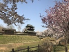 逆井城の桜
