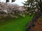 外堀と桜