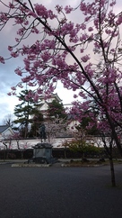 曇天模様の天守と桜…