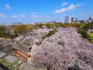 天守台から見る桜と城址…