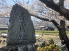 桜と石碑（正面から）
