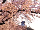 夕桜と犬山城