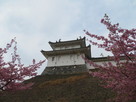 桜越しの富士見櫓…