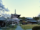 根来寺と桜