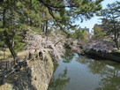 龍城堀の石垣と桜