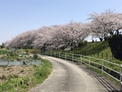 大島堤の桜並木…