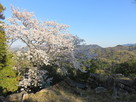 本丸跡の桜と山並み…