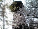 桜と竹と物見櫓…