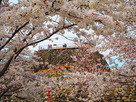 桜と天守台