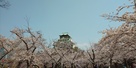 西ノ丸庭園の桜越し天守閣…