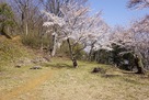 馬場跡の桜