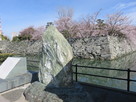 徳島城跡碑と桜咲く石垣…