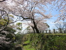 本丸石垣に咲く満開の桜