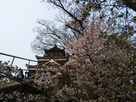 桜と天守閣
