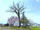 春の井川城