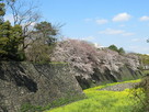 二の丸石垣と空堀と桜と菜の花…