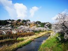遠景(桜の季節2019)