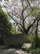 大阪城残念石と桜…