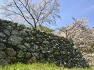 本丸虎口の石垣と桜…