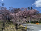 法憧院曲輪南側の桜…