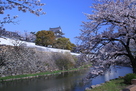 石垣と堀と桜