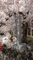 桜と城趾碑