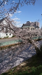 水面の桜吹雪