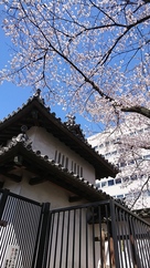 乾櫓と桜