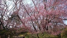 本丸の桜と土塁