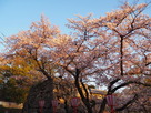 朝日を浴びて◆鉄御門に咲く桜…