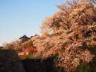 朝日を浴びて◆満開桜と追手東隅櫓…