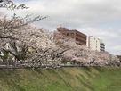 三の丸西側の空堀と桜…