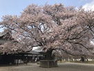 弘道館正庁前の「左近の桜」…