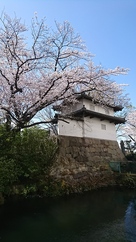 乾櫓と桜part2