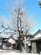 城址にある老巨木