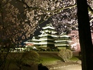 桜の雨に打たれる松本城…